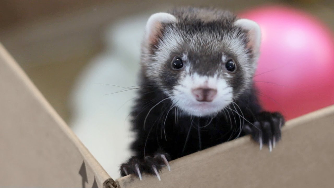 Adopt A Ferret Near Me