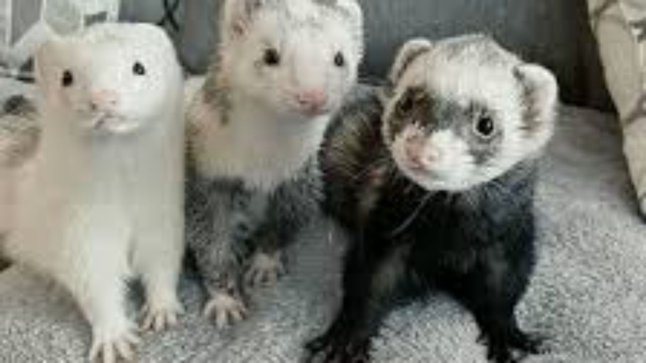 Baby Ferrets For Sale Near Me