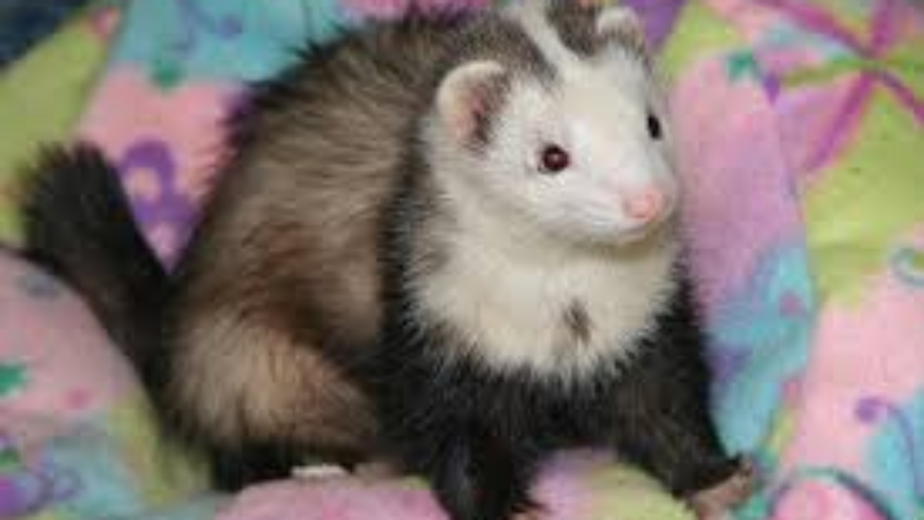 Blaze Ferret