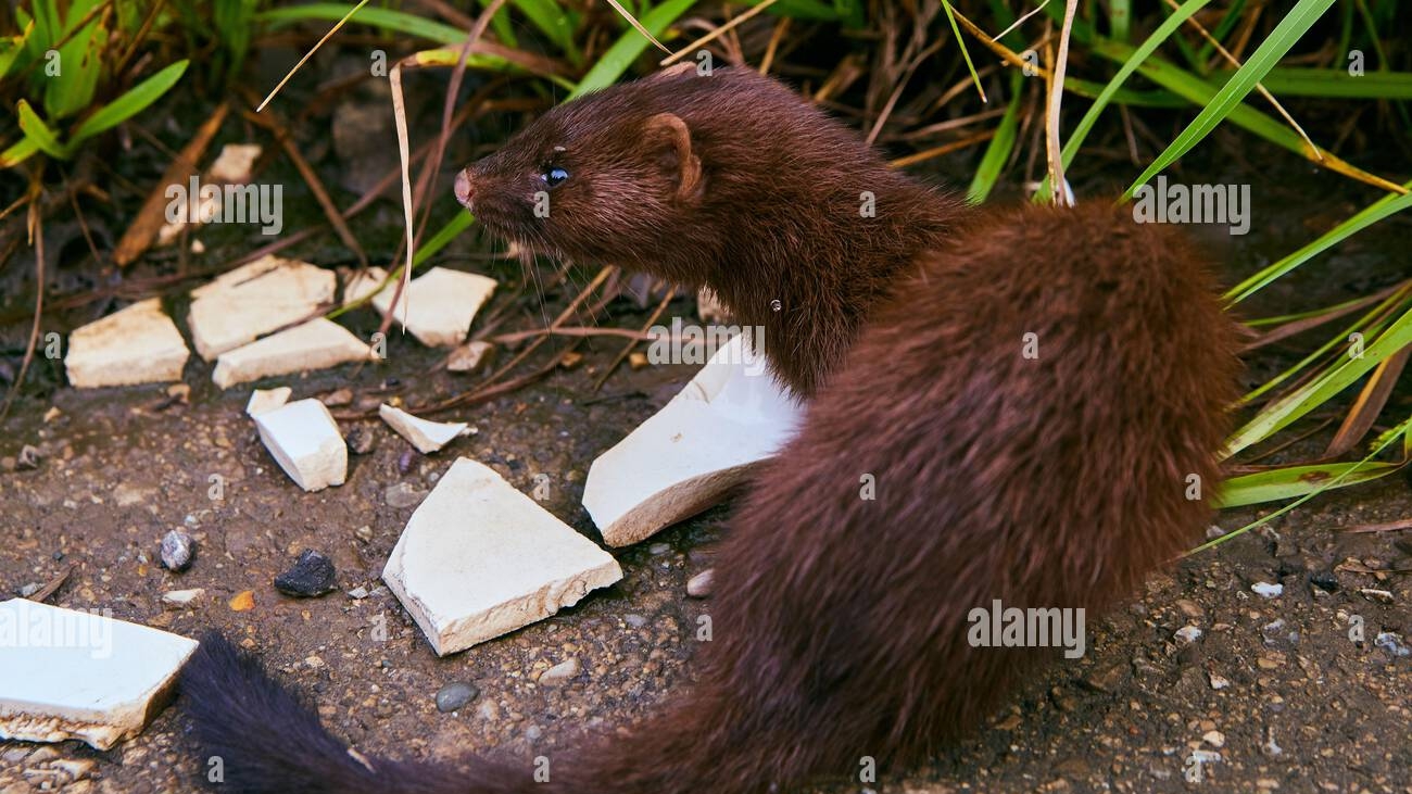 Brown Ferret