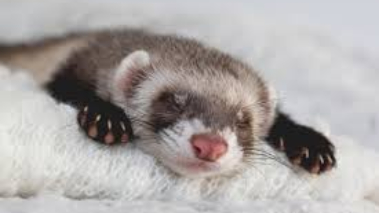 Buy A Ferret