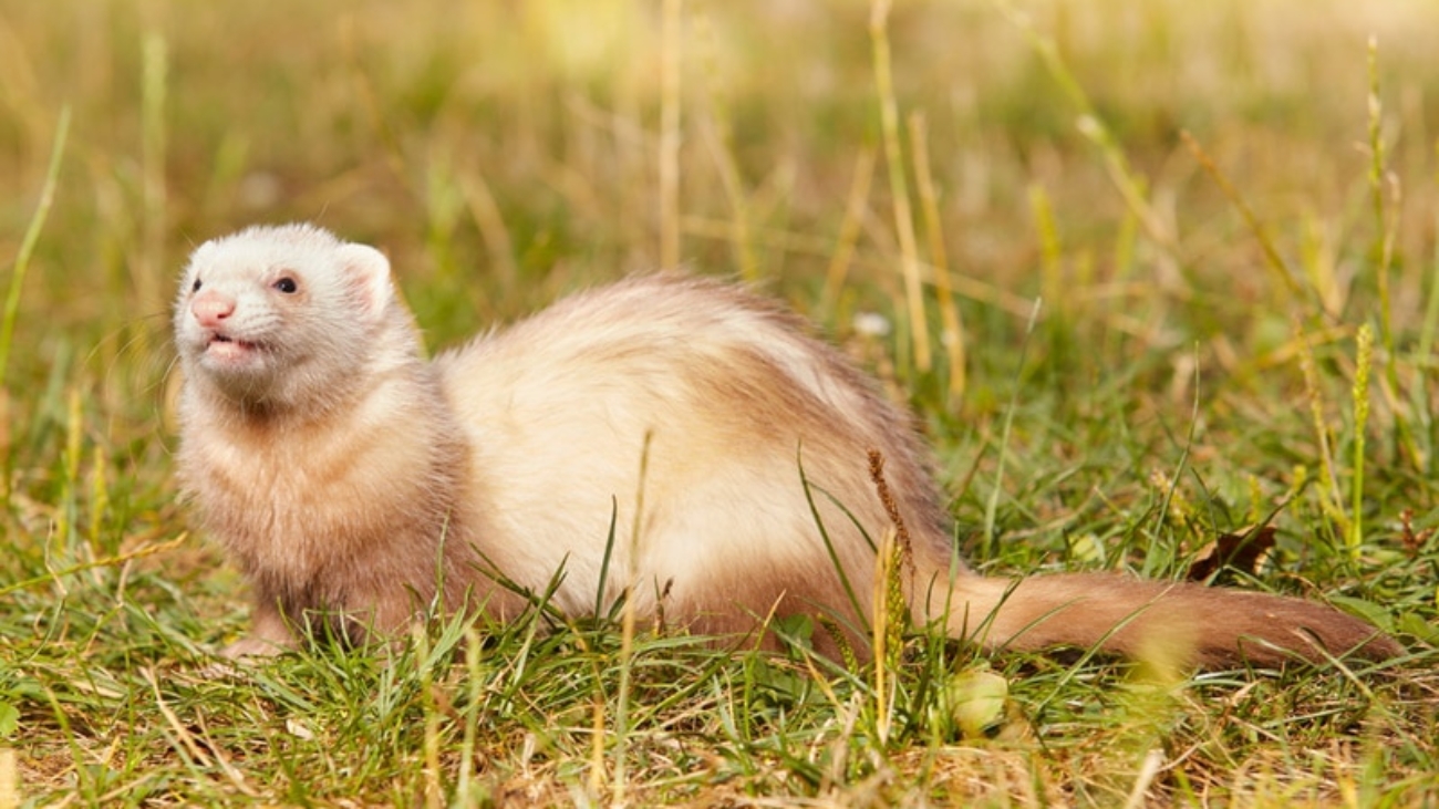 Champagne Ferret