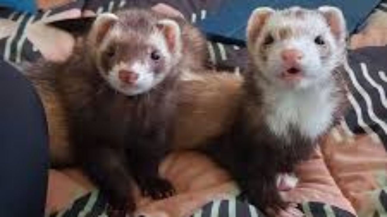 Craigslist Ferrets