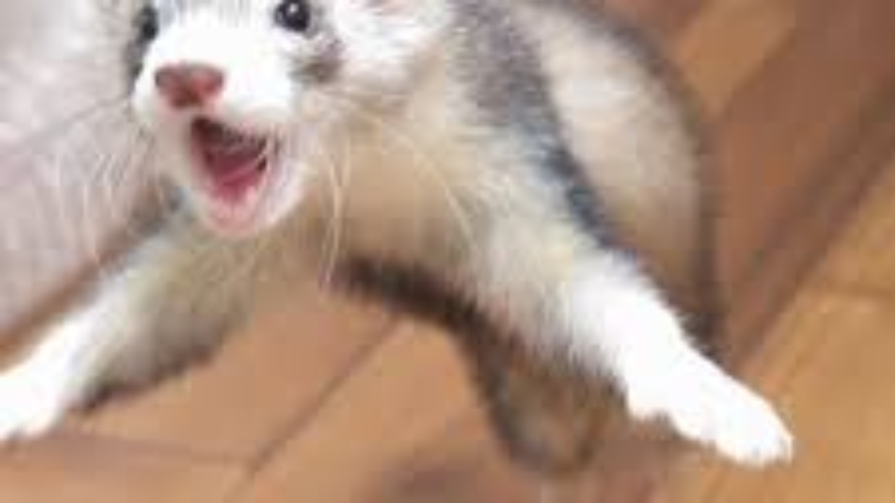 Ferret Adoption Near Me