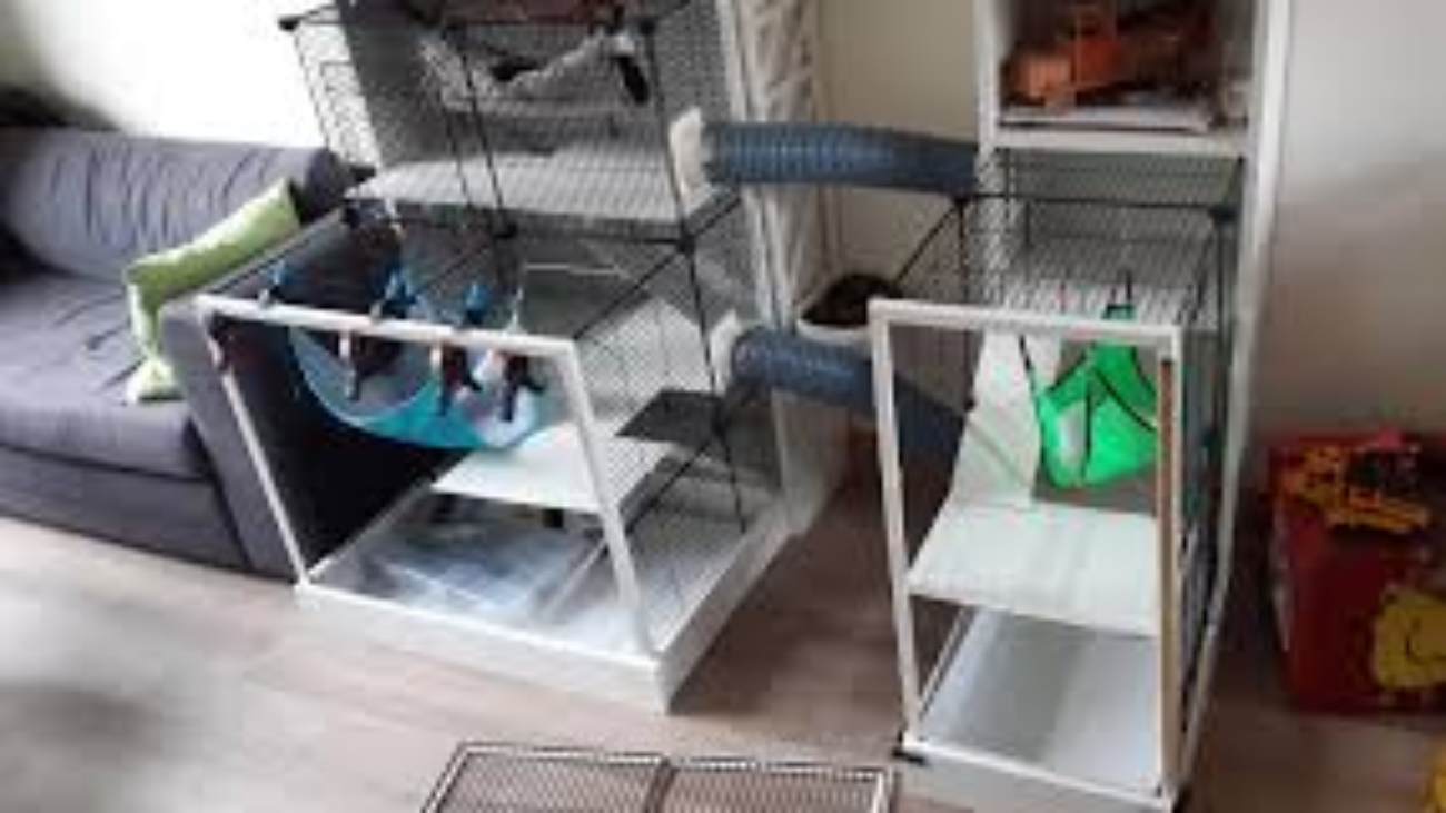 Ferret And Cage