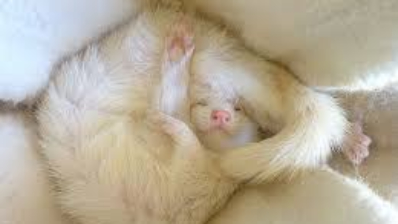 Ferret Animal Pet