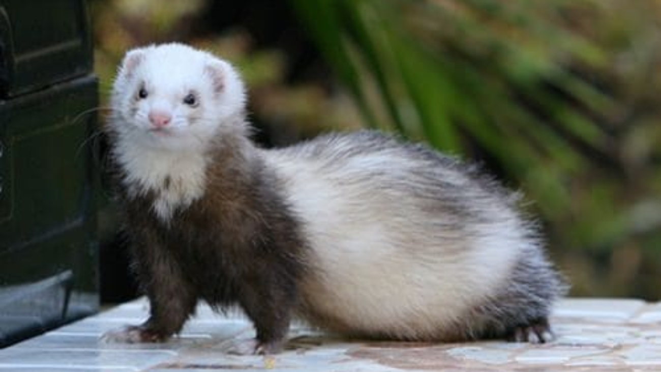 Ferret Breeders