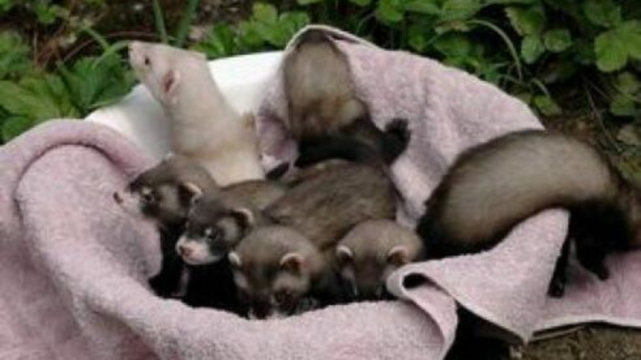 Ferret Breeders Near Me