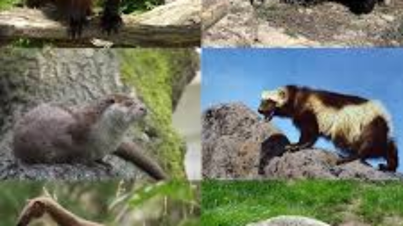Ferret Family