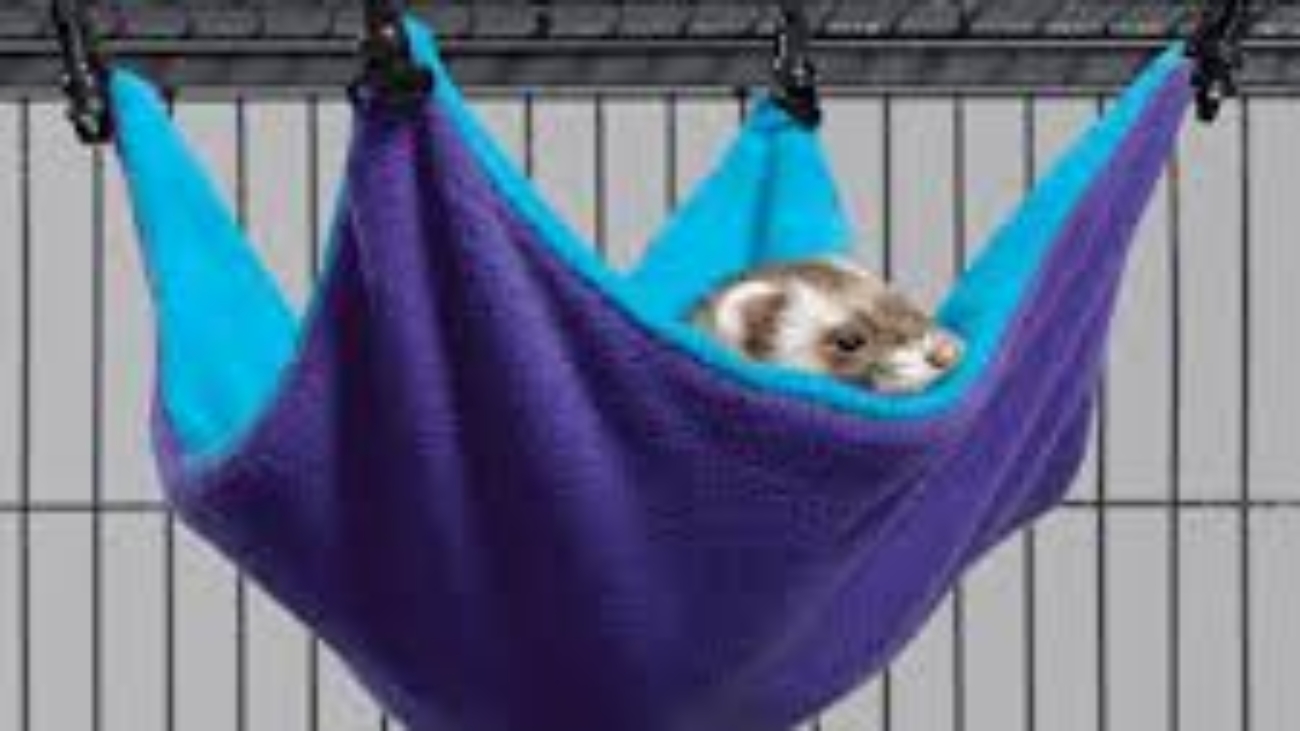 Ferret Hammock
