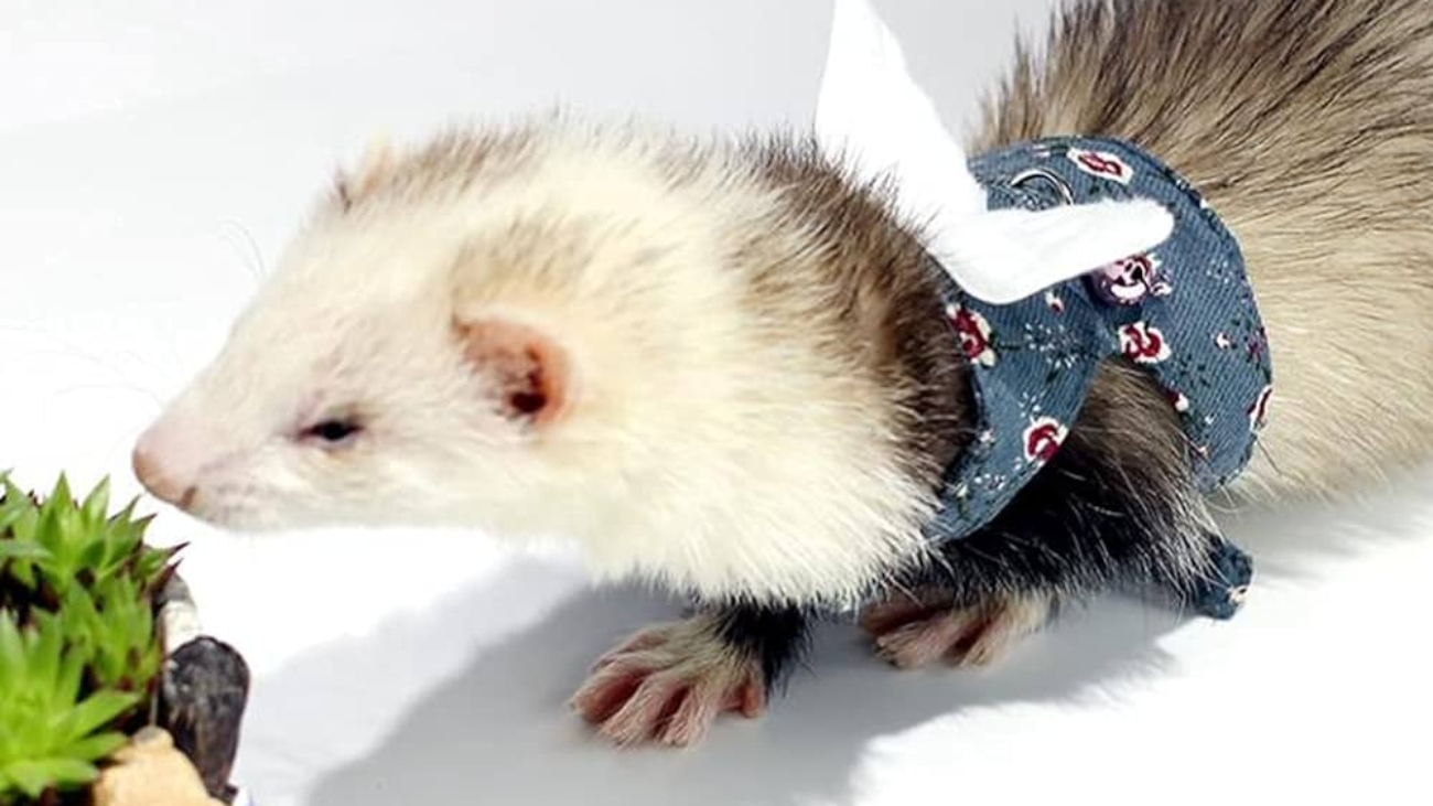 Ferret Harness
