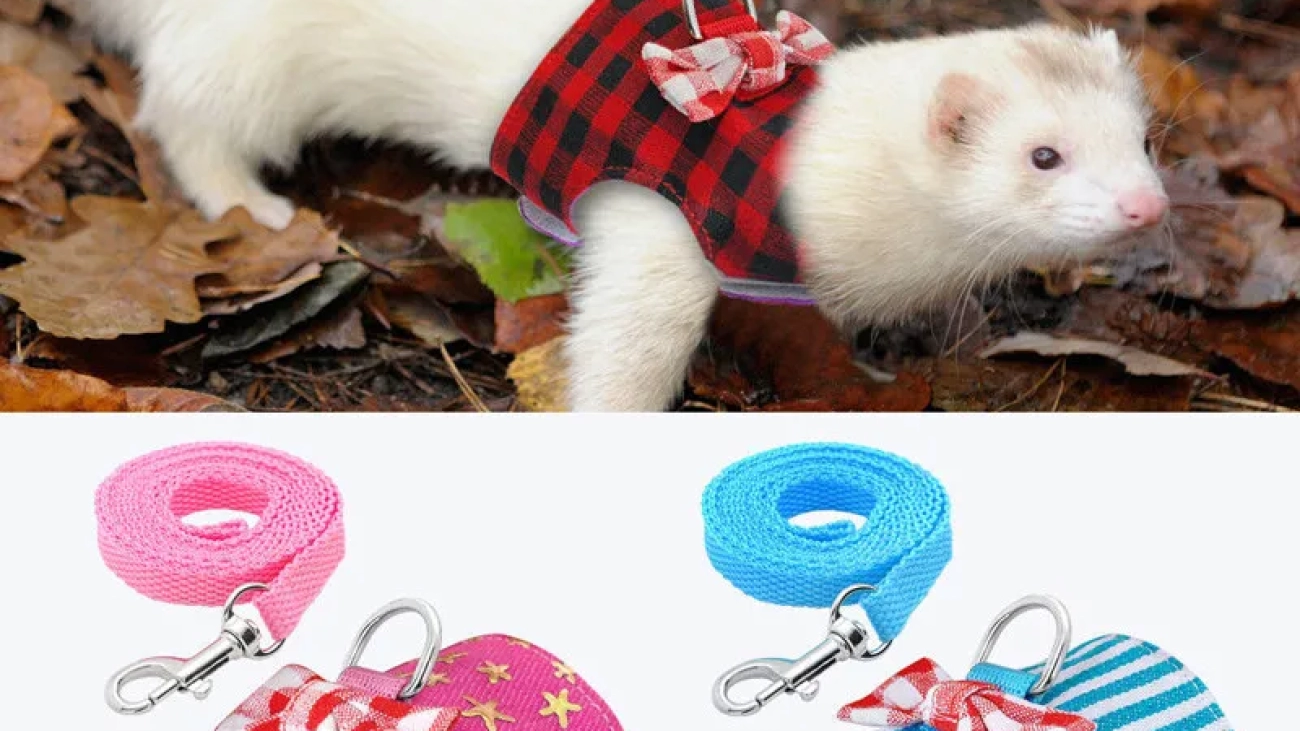 Ferret Leash