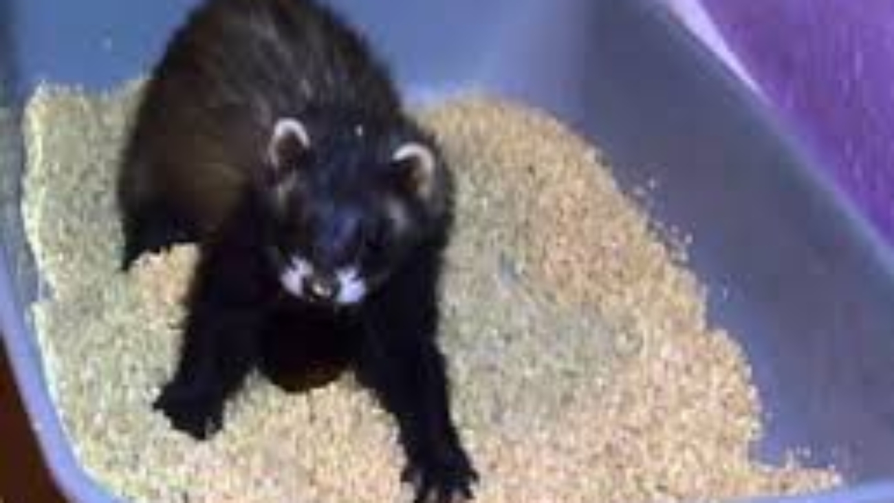 Ferret Litter Box