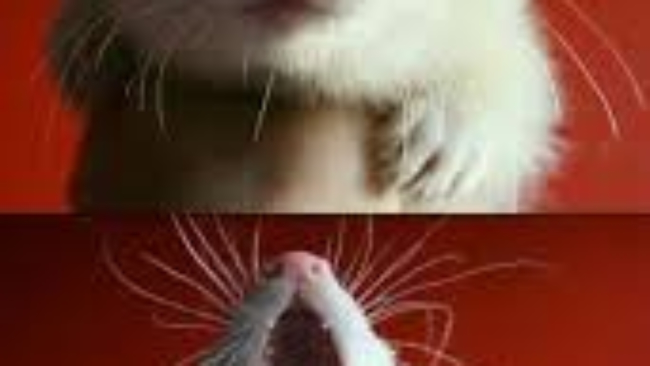 Ferret Meme