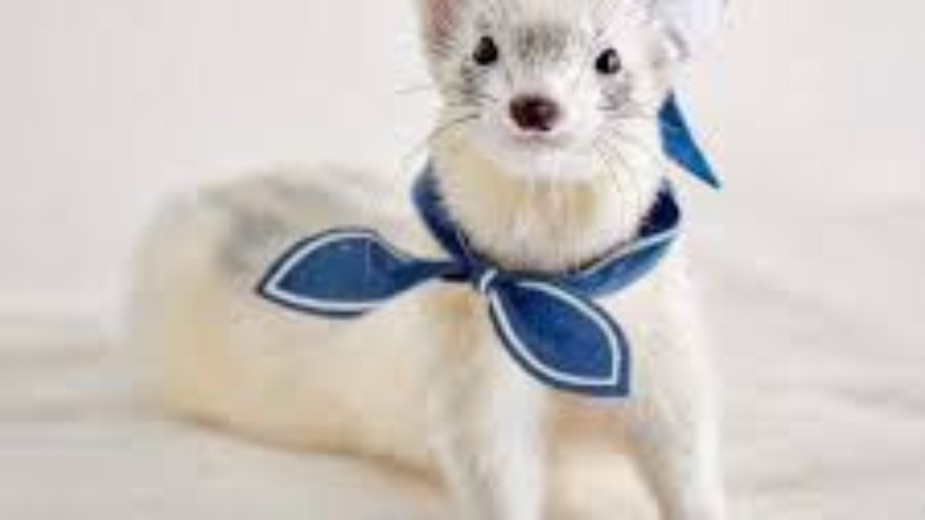 Ferret Outfits
