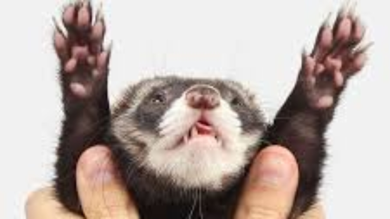 Ferret Paws