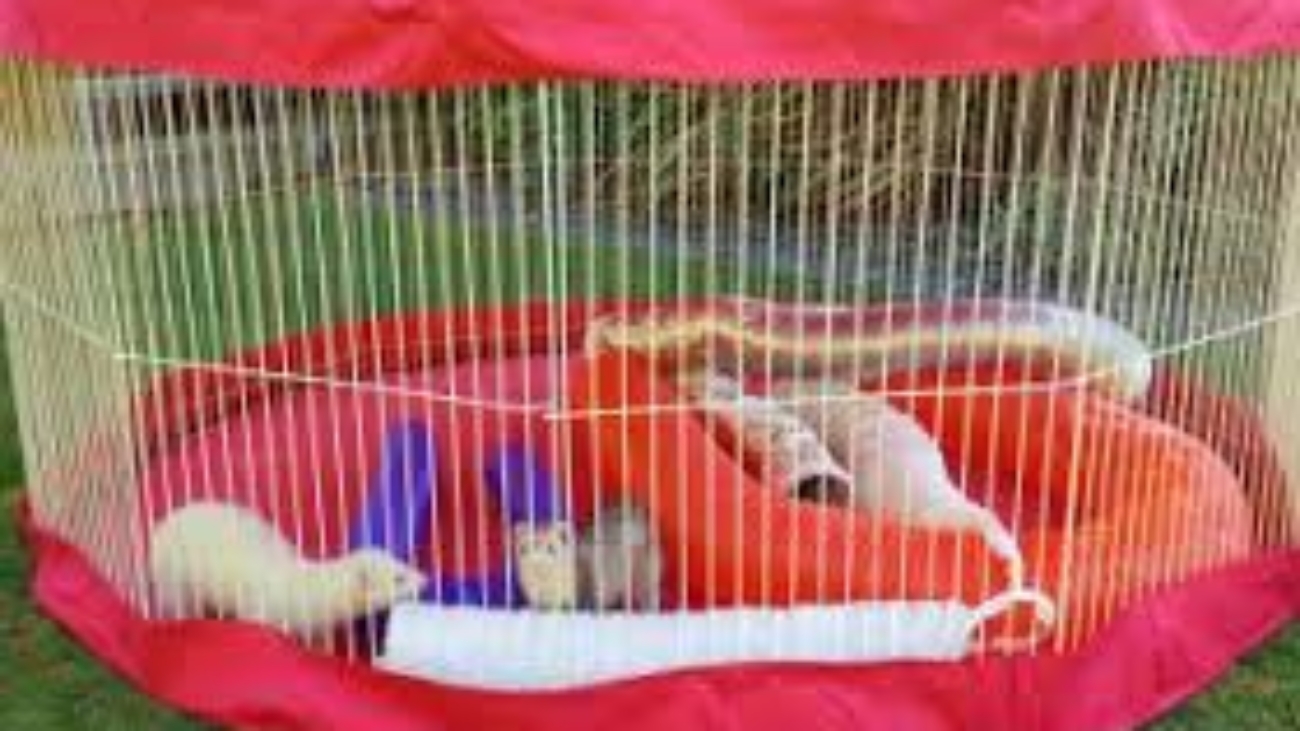Ferret Playpen
