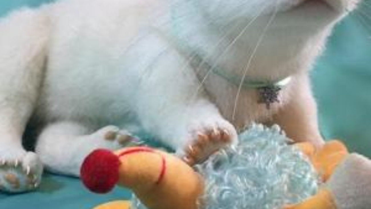 Ferret Plushie