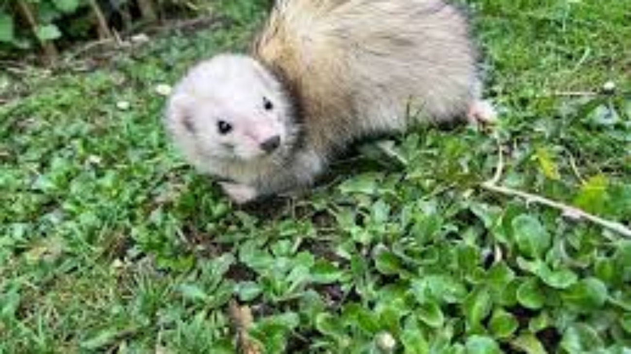 Ferret Pups For Sale
