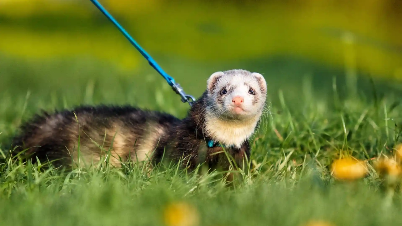 Ferret Sounds