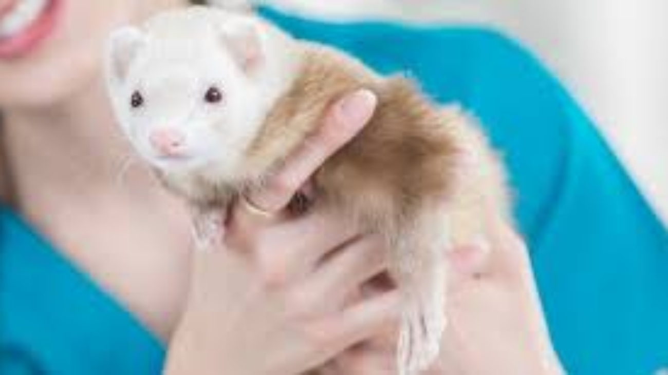 Ferret Vets Near Me