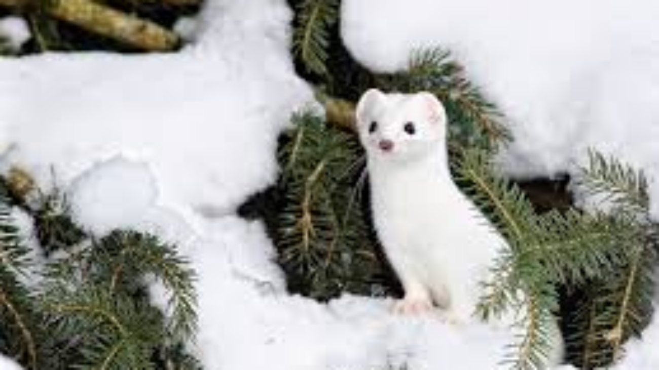 Ferret White