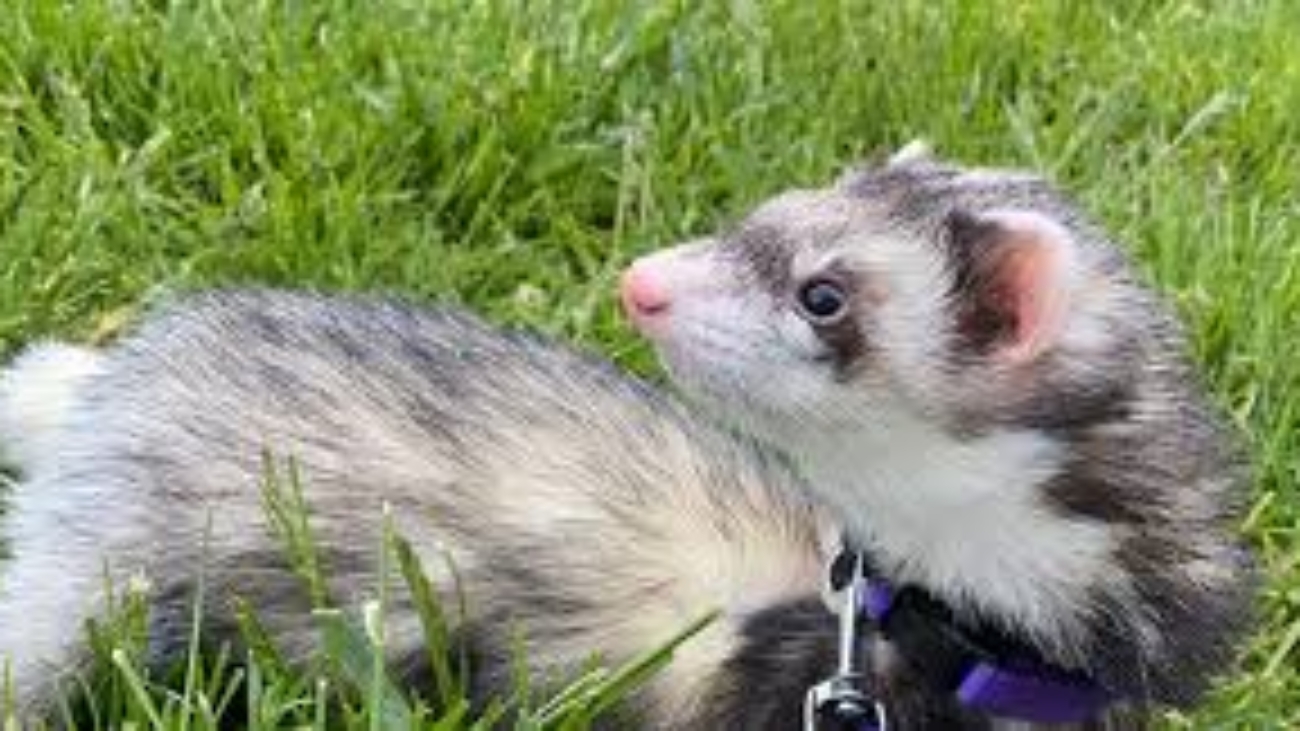 How Much Is A Ferret At Petco