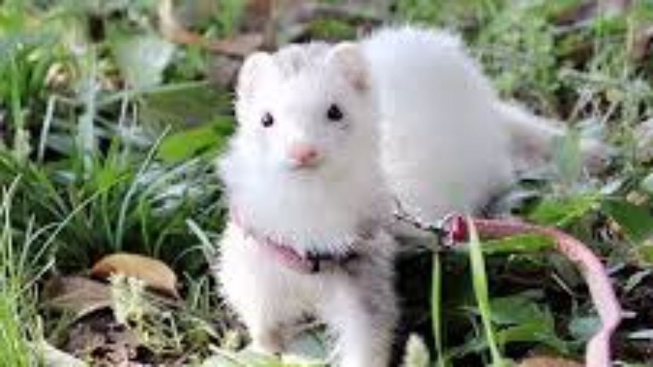 Petco Ferret