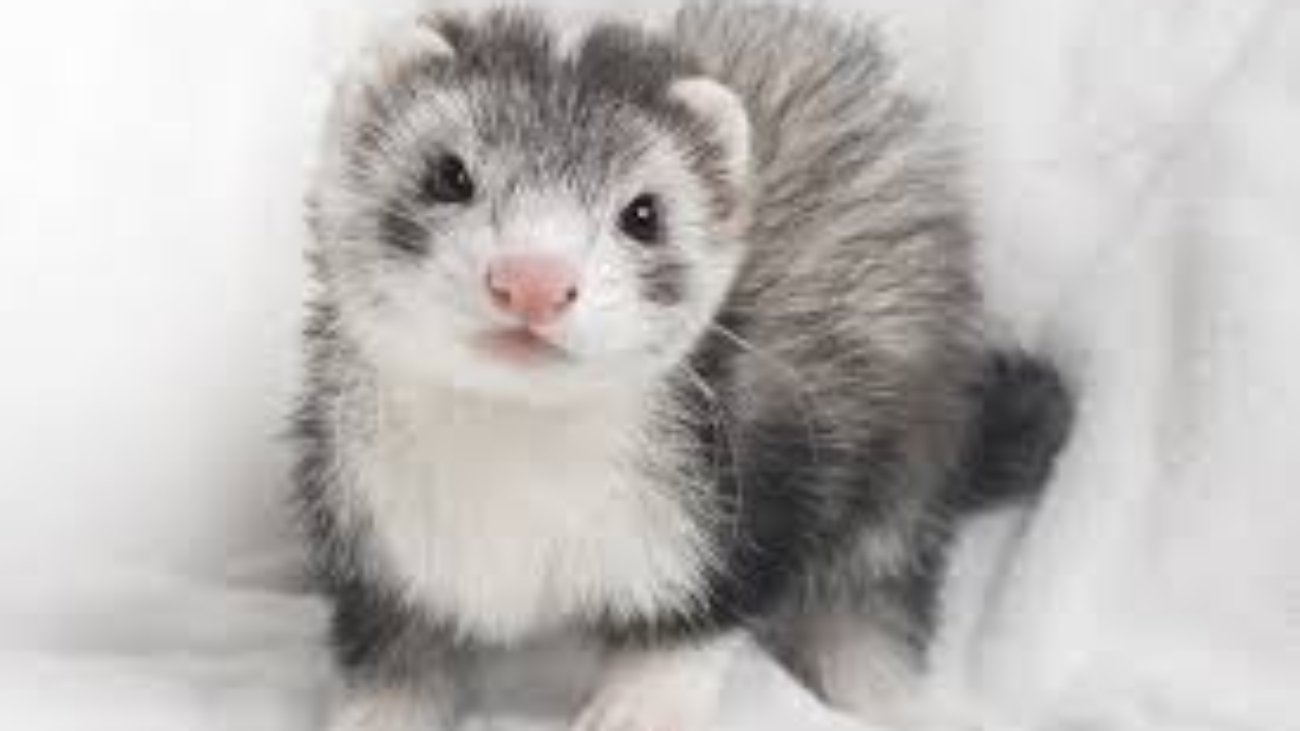 Petsmart Ferret