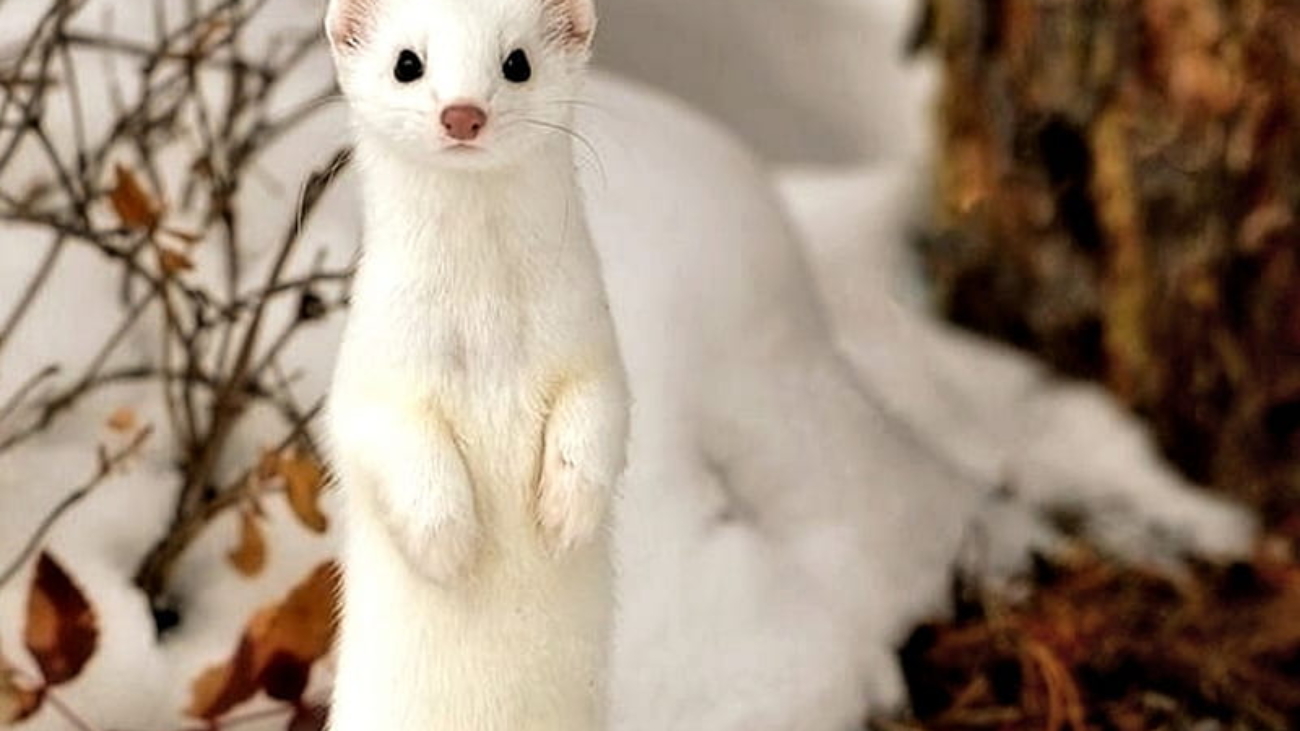Snow Ferret