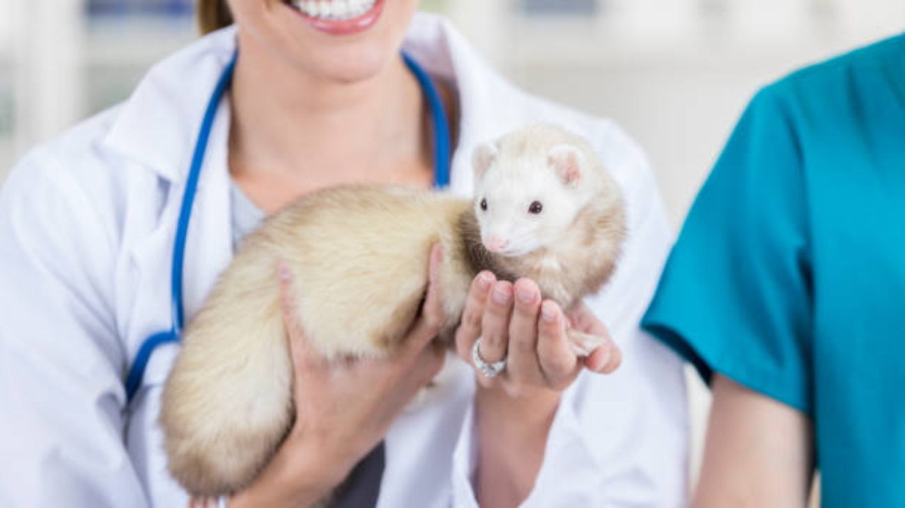 Vet For Ferrets Near Me