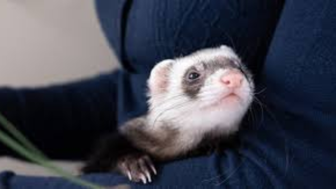 Where Can I Get A Ferret