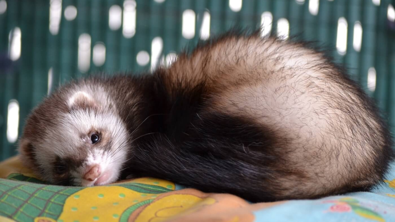 Where Can You Buy A Ferret