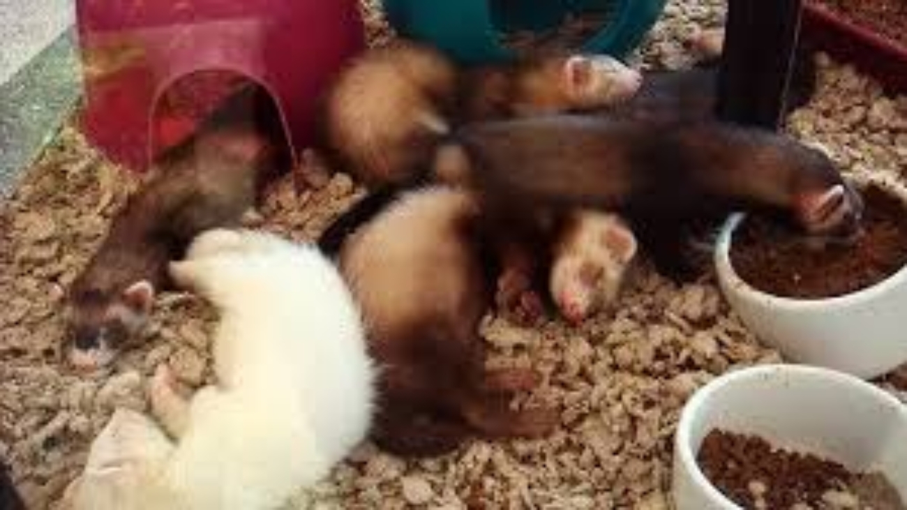 Where To Buy A Ferret