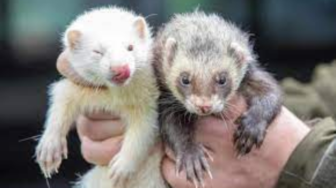 Where To Buy Ferrets