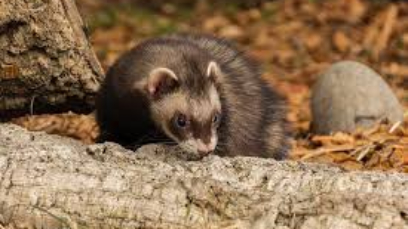 Where To Get A Ferret